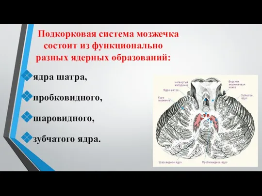 Подкорковая система мозжечка состоит из функционально разных ядерных образований: ядра шатра, пробковидного, шаровидного, зубчатого ядра.