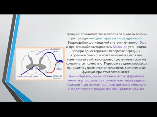 Функции спинномозговых корешков были выяснены при помощи методов перерезки и раздражения.