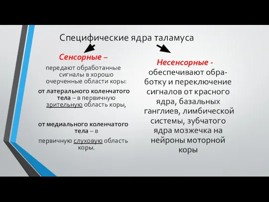 Специфические ядра таламуса Сенсорные – передают обработанные сигналы в хорошо очерченные