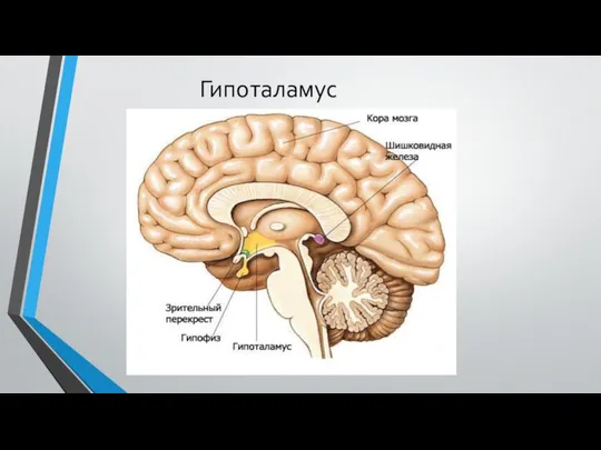 Гипоталамус