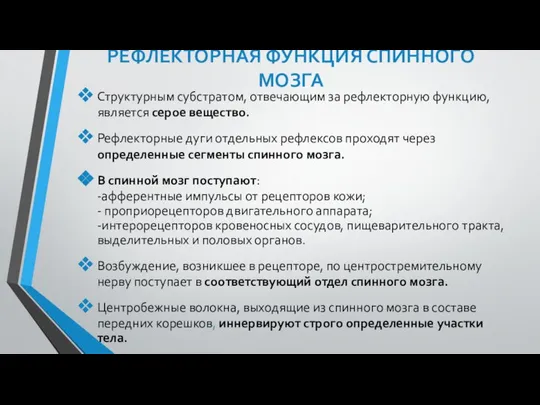 РЕФЛЕКТОРНАЯ ФУНКЦИЯ СПИННОГО МОЗГА Структурным субстратом, отвечающим за рефлекторную функцию, является