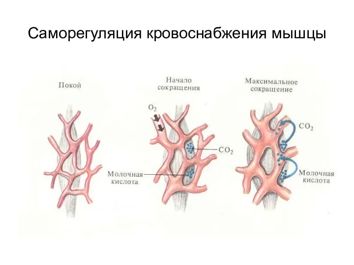 Саморегуляция кровоснабжения мышцы