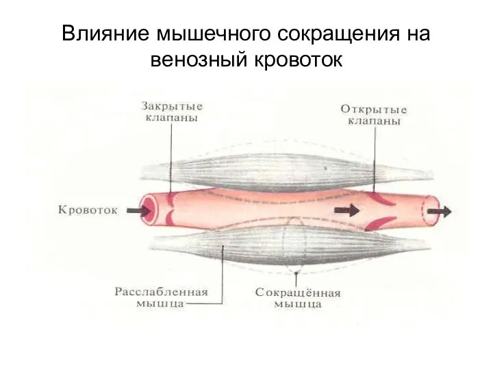 Влияние мышечного сокращения на венозный кровоток