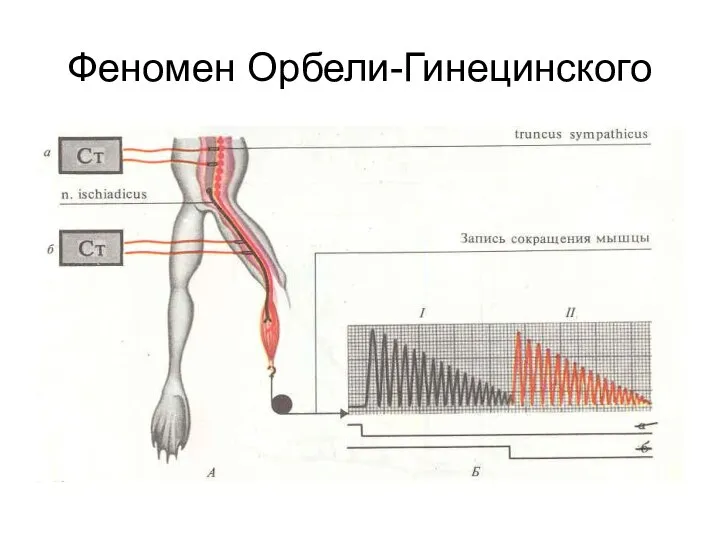 Феномен Орбели-Гинецинского