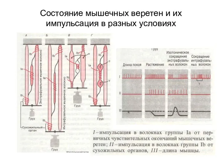 Состояние мышечных веретен и их импульсация в разных условиях