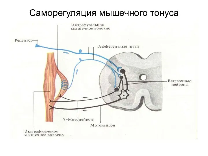 Саморегуляция мышечного тонуса