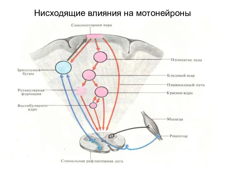 Нисходящие влияния на мотонейроны