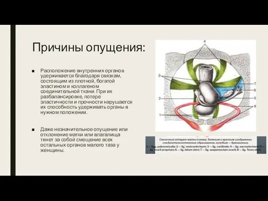 Причины опущения: Расположение внутренних органов удерживается благодаря связкам, состоящим из плотной,