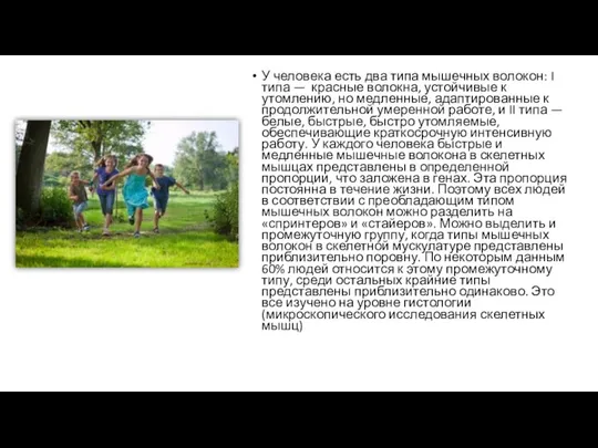 У человека есть два типа мышечных волокон: I типа — красные