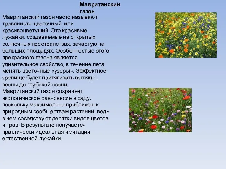 Мавританский газон Мавританский газон часто называют травянисто-цветочный, или красивоцветущий. Это красивые