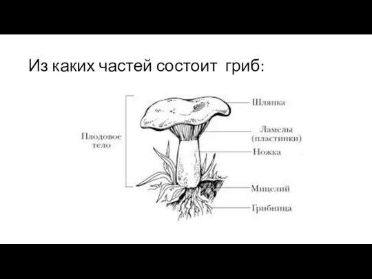 Из каких частей состоит гриб: