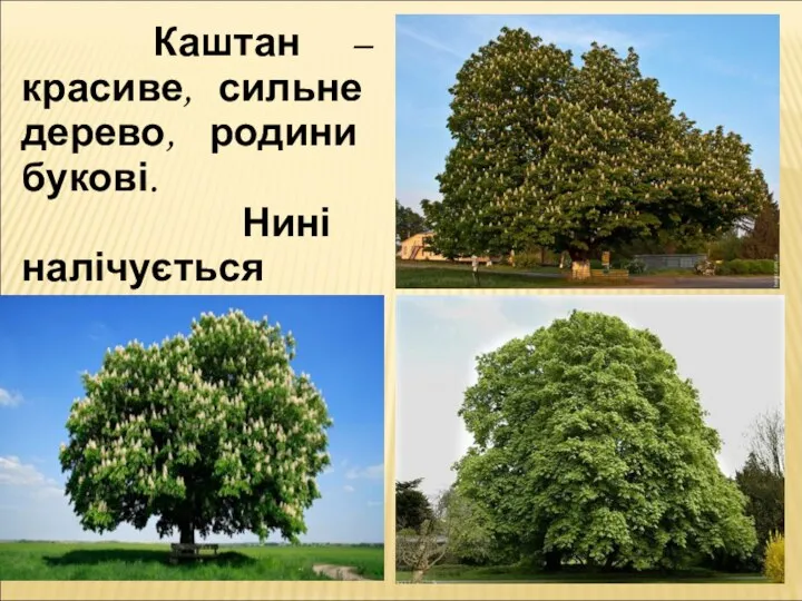 Каштан – красиве, сильне дерево, родини букові. Нині налічується понад 50 тисяч каштанів.