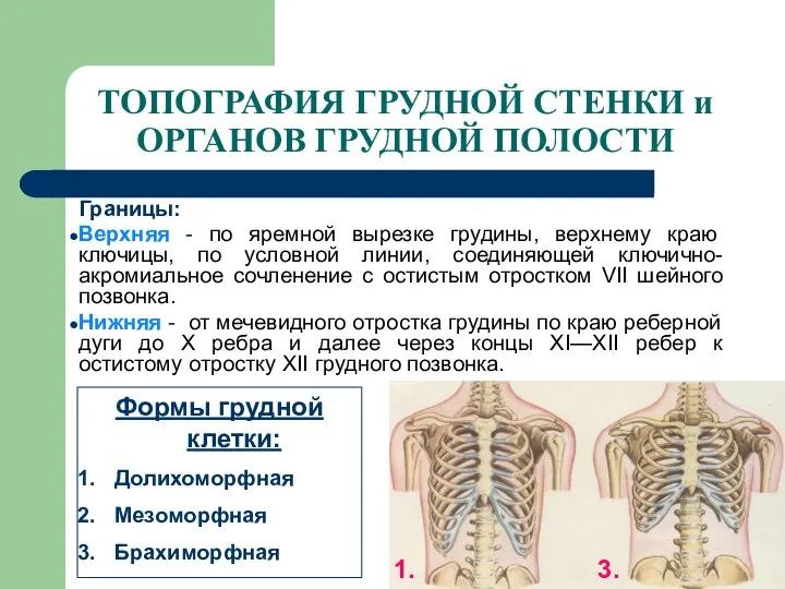 ТОПОГРАФИЯ ГРУДНОЙ СТЕНКИ и ОРГАНОВ ГРУДНОЙ ПОЛОСТИ Границы: Верхняя - по