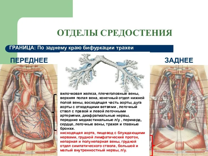 ОТДЕЛЫ СРЕДОСТЕНИЯ вилочковая железа, плечеголовные вены, верхняя полая вена, конечный отдел