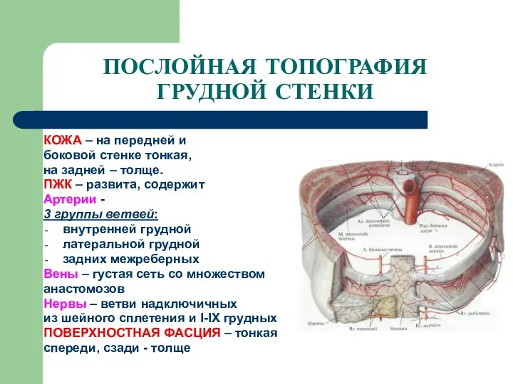 ПОСЛОЙНАЯ ТОПОГРАФИЯ ГРУДНОЙ СТЕНКИ КОЖА – на передней и боковой стенке