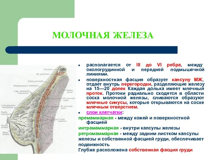 МОЛОЧНАЯ ЖЕЛЕЗА располагается от III до VI ребра, между окологрудинной и