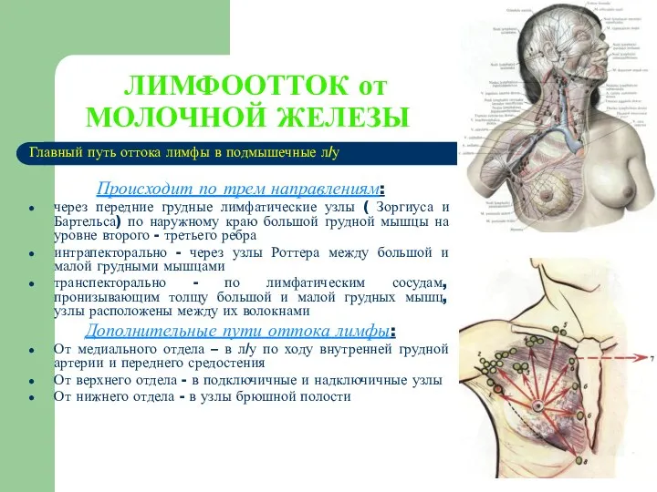 ЛИМФООТТОК от МОЛОЧНОЙ ЖЕЛЕЗЫ Главный путь оттока лимфы в подмышечные л/у