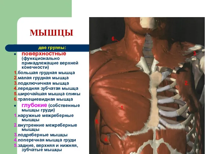 МЫШЦЫ две группы: поверхностные (функционально принадлежащие верхней конечности) 1.большая грудная мышца