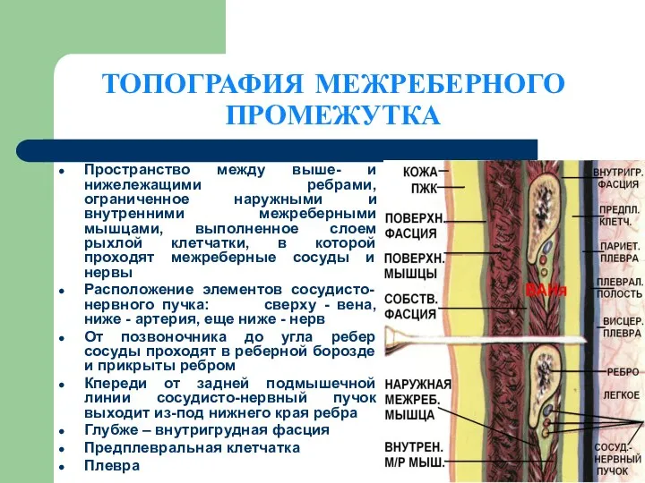 ТОПОГРАФИЯ МЕЖРЕБЕРНОГО ПРОМЕЖУТКА Пространство между выше- и нижележащими ребрами, ограниченное наружными