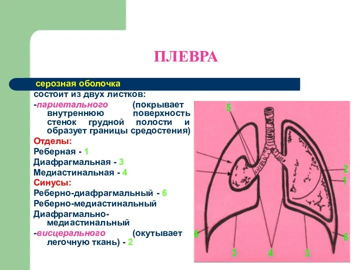 ПЛЕВРА серозная оболочка состоит из двух листков: -париетального (покрывает внутреннюю поверхность