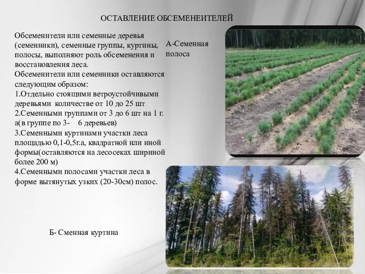 ОСТАВЛЕНИЕ ОБСЕМЕНЕИТЕЛЕЙ Обсеменители или семенные деревья (семенники), семенные группы, куртины, полосы,