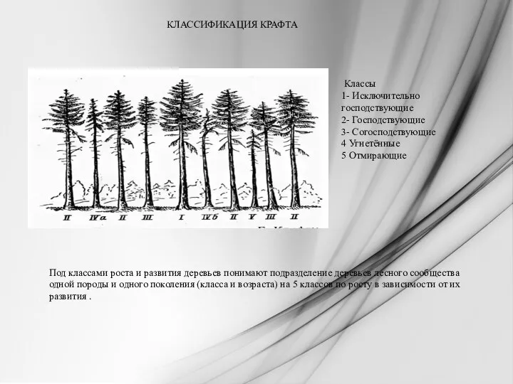 КЛАССИФИКАЦИЯ КРАФТА Классы 1- Исключительно господствующие 2- Господствующие 3- Согосподствующие 4