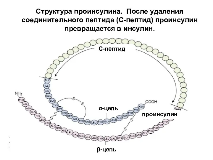 Структура проинсулина. После удаления соединительного пептида (С-пептид) проинсулин превращается в инсулин. С-пептид α-цепь проинсулин β-цепь