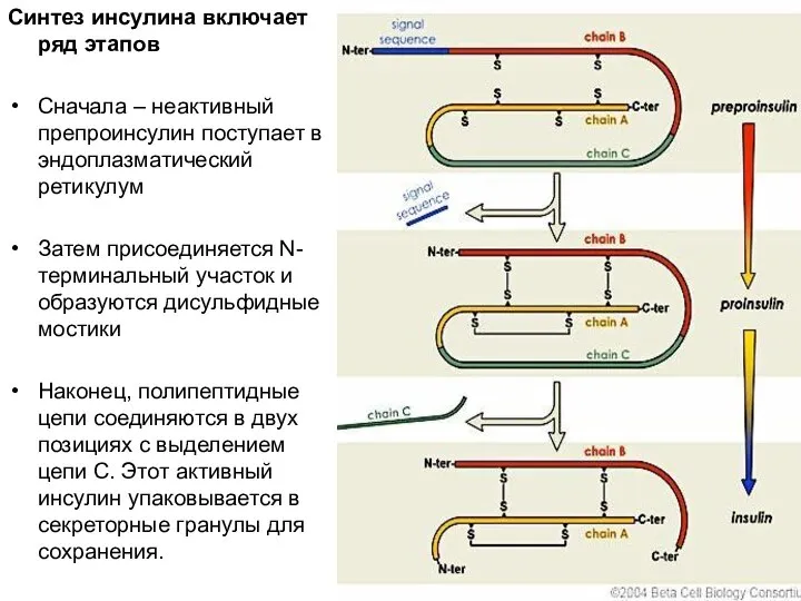 Синтез инсулина включает ряд этапов Сначала – неактивный препроинсулин поступает в