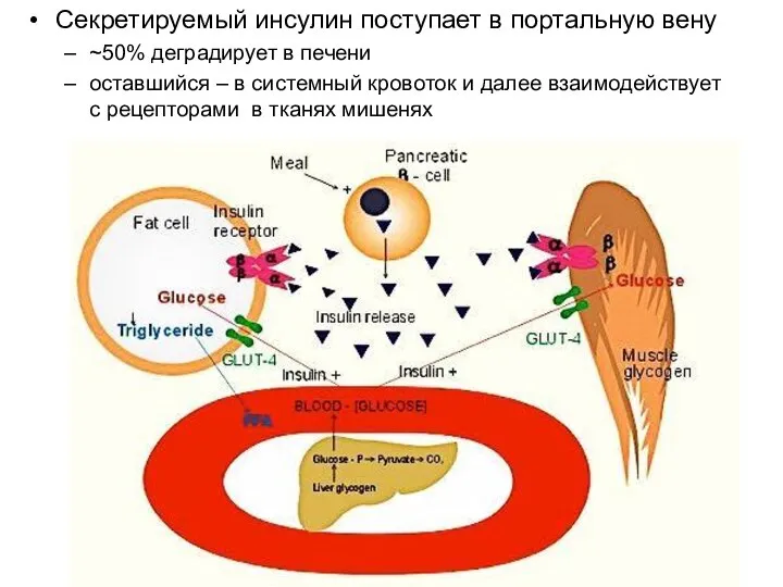 Секретируемый инсулин поступает в портальную вену ~50% деградирует в печени оставшийся