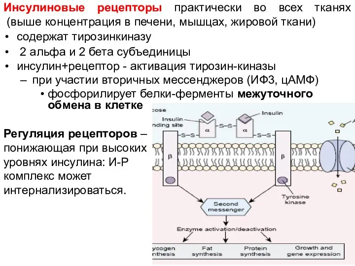 Инсулиновые рецепторы практически во всех тканях (выше концентрация в печени, мышцах,