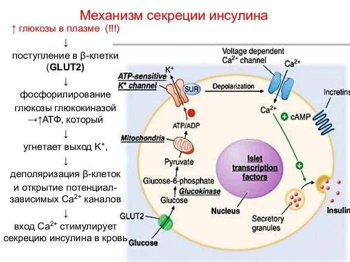 Механизм секреции инсулина ↑ глюкозы в плазме (!!!) ↓ поступление в