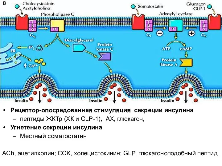 Рецептор-опосредованная стимуляция секреции инсулина пептиды ЖКТр (ХК и GLP-1), АХ, глюкагон,