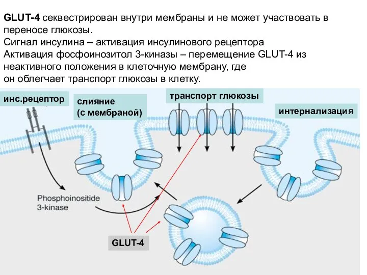 GLUT-4 секвестрирован внутри мембраны и не может участвовать в переносе глюкозы.