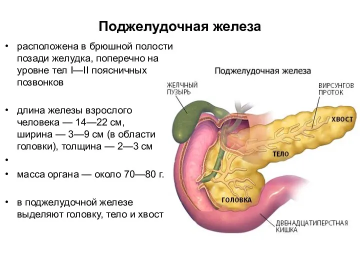 Поджелудочная железа расположена в брюшной полости позади желудка, поперечно на уровне