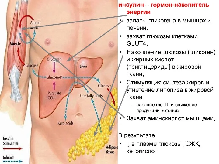 инсулин – гормон-накопитель энергии запасы гликогена в мышцах и печени. захват