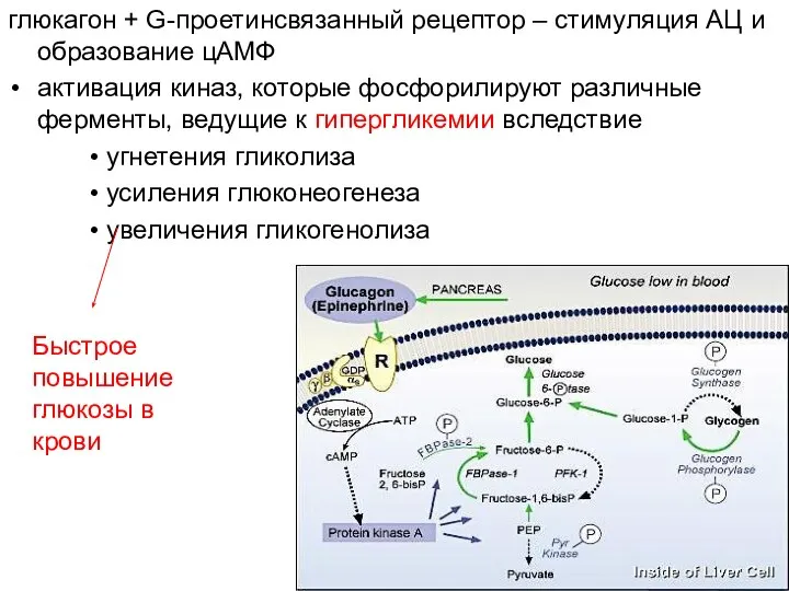 глюкагон + G-проетинсвязанный рецептор – стимуляция АЦ и образование цАМФ активация