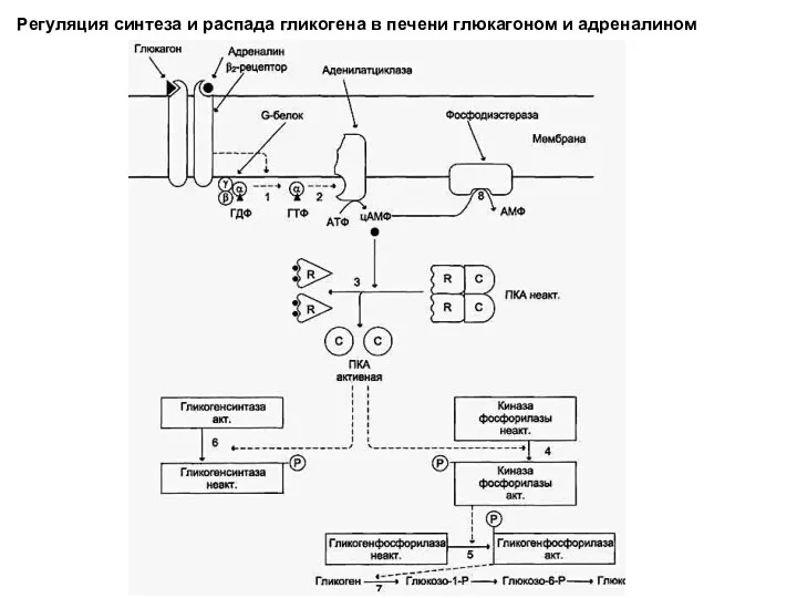 Регуляция синтеза и распада гликогена в печени глюкагоном и адреналином