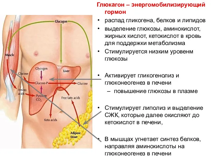 Глюкагон – энергомобилизирующий гормон распад гликогена, белков и липидов выделение глюкозы,