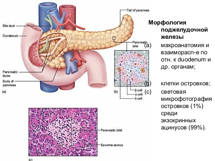Морфология поджелудочной железы макроанатомия и взаиморасп-е по отн. к duodenum и
