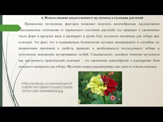 4. Использование искусственного мутагенеза в селекции растений Применение мутагенных факторов позволяет