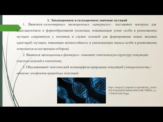 1. Эволюционное и селекционное значение мутаций 1. Являются элементарным эволюционным материалом