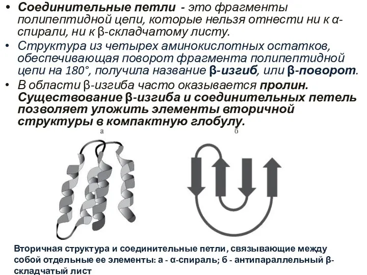 Соединительные петли - это фрагменты полипептидной цепи, которые нельзя отнести ни