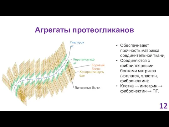 Агрегаты протеогликанов 12 Обеспечивают прочность матрикса соединительной ткани; Соединяются с фибриллярными