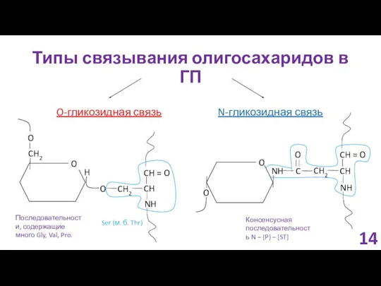 Типы связывания олигосахаридов в ГП 14 O-гликозидная связь N-гликозидная связь Ser