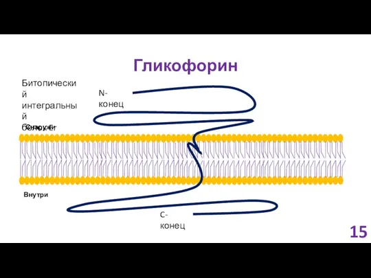 Гликофорин 15 Битопический интегральный белок Er