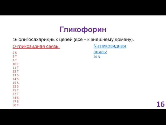 Гликофорин 16 олигосахаридных цепей (все – к внешнему домену). O-гликозидная связь: