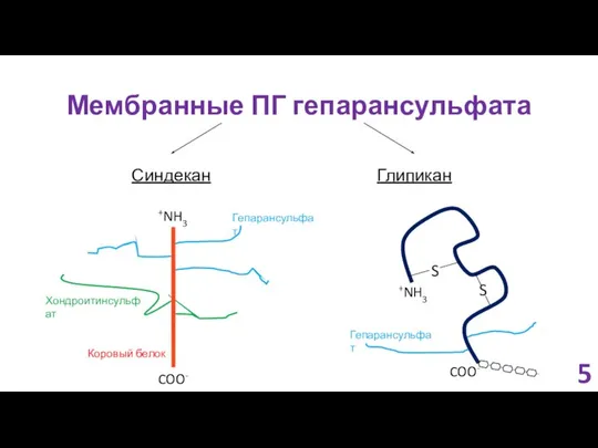 Мембранные ПГ гепарансульфата 5 Синдекан Глипикан Гепарансульфат Хондроитинсульфат Коровый белок Гепарансульфат