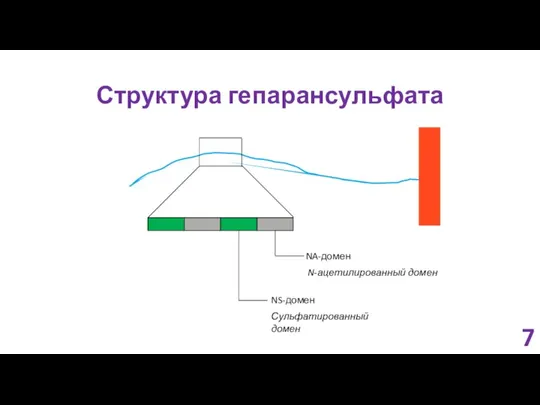 Структура гепарансульфата NA-домен NS-домен Сульфатированный домен N-ацетилированный домен 7