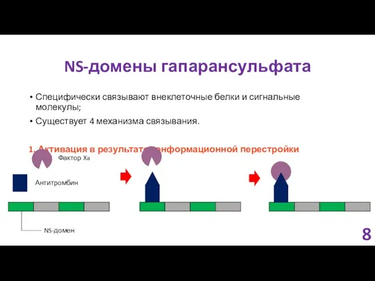 NS-домены гапарансульфата Специфически связывают внеклеточные белки и сигнальные молекулы; Существует 4
