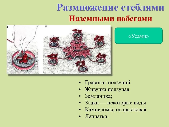 Размножение стеблями Наземными побегами «Усами» Гравилат ползучий Живучка ползучая Земляника; Злаки